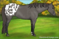 Horse Color:Grullo Appaloosa 