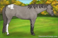 Horse Color:Grullo Appaloosa