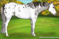 Horse Color:Buckskin Roan Splash Frame Appaloosa  and Liver Red Roan Splash Frame Appaloosa Rabicano 