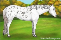 Horse Color:Grullo Appaloosa 