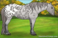 Horse Color:Grullo Roan Appaloosa