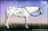 Horse Color:Grullo Appaloosa 
