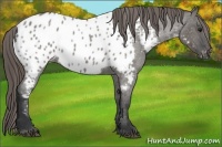Horse Color:Grullo Roan Appaloosa