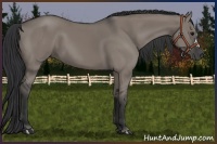 Horse Color:Grullo 