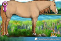 Horse Color:Red Dun Splash