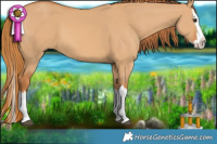 Horse Color:Red Dun Splash 