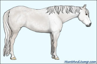 Horse Color:Gray Chestnut 