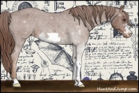 Horse Color:Chestnut Frame Appaloosa 