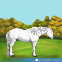 Horse Color:White Spotted Liver Chestnut Ice Appaloosa 