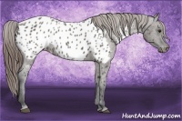 Horse Color:Grullo Appaloosa 