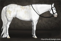 Horse Color:White Spotted Chocolate Palomino Pearl Appaloosa