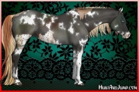 Horse Color:White Spotted Liver Chestnut Pearl Sabino  and White Spotted Liver Chestnut Sabino 