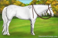 Horse Color:Cremello Appaloosa 