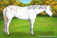 Horse Color:Red Dun Snowflake Varnish