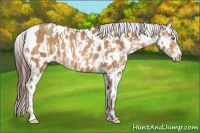 Horse Color:Amber Champagne Appaloosa and Amber Champagne Appaloosa