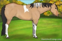 Horse Color:Bay Dun Tobiano 