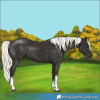 Horse Color:White Spotted Liver Chestnut Mushroom