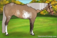 Horse Color:White Spotted Silver Bay Dun 