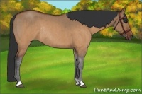 Horse Color:Brown Roan Dun Rabicano Brindle