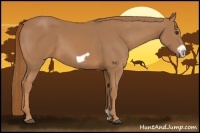 Horse Color:Chestnut Frame