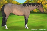 Horse Color:Buckskin Roan