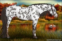 Horse Color:Liver Chestnut Near Leopard 