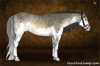 Horse Color:Buckskin Splash 