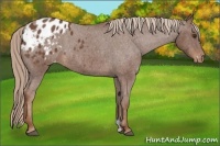 Horse Color:Red Roan Appaloosa 