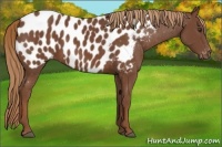 Horse Color:Chestnut Appaloosa 