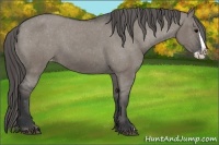 Horse Color:Grullo Splash Appaloosa 