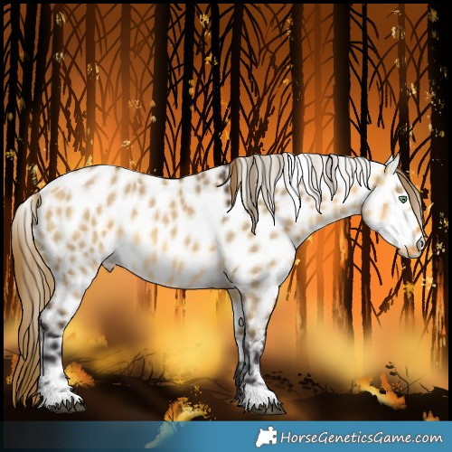Horse Color:Buckskin Dun Near Leopard 