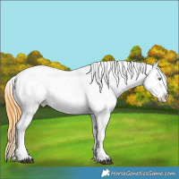 Horse Color:Buckskin Dun Appaloosa