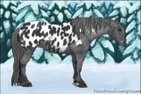 Horse Color:Black Appaloosa