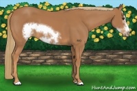Horse Color:Chestnut Frame