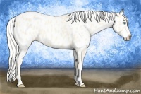 Horse Color:Cremello Dun Appaloosa 
