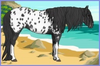 Horse Color:Black Appaloosa