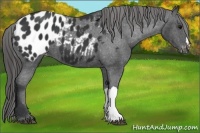 Horse Color:Black Appaloosa 