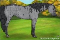 Horse Color:Grullo Chinchilla Rabicano