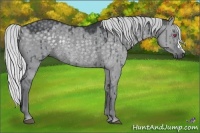 Horse Color:Silver Grullo Chinchilla Rabicano 