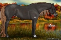 Horse Color:Liver Chestnut Appaloosa 