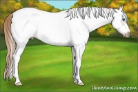 Horse Color:White Spotted Liver Chestnut Splash Frame Rabicano 