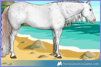Horse Color:White Spotted Liver Chestnut Sabino Splash 