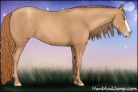 Horse Color:Gold Champagne Splash 