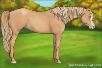 Horse Color:Gold Champagne Splash