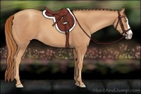 Horse Color:Gold Champagne Splash 