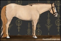 Horse Color:Gold Champagne Roan Splash 