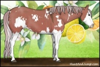 Horse Color:White Spotted Silver Grullo Sabino Splash 