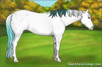 Horse Color:Classic Champagne Dun Sabino Splash Rabicano