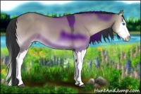 Horse Color:Grullo Onyx Sabino Splash