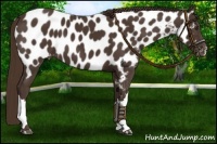 Horse Color:Liver Chestnut Near Leopard 